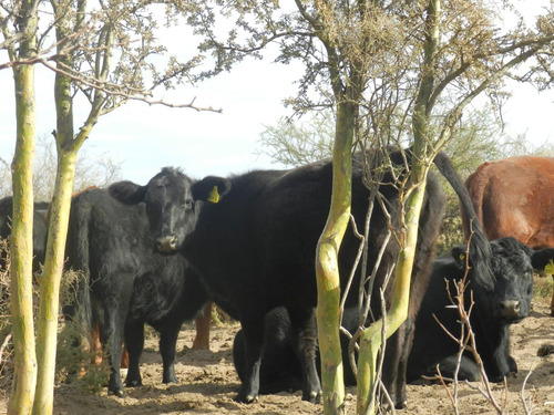 Campo 6.800 Hectáreas Dep.chalileo - La Pampa 