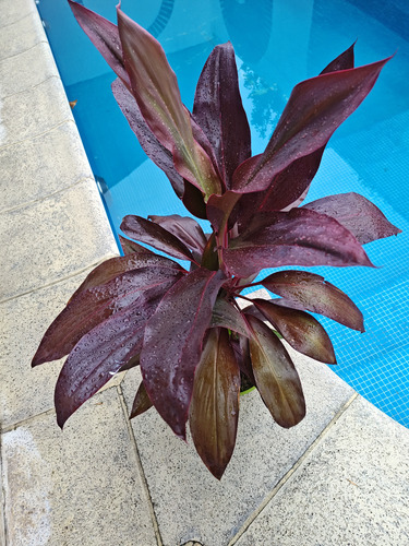 Cordyline Rubra Hermosas.villa Mitre.caba