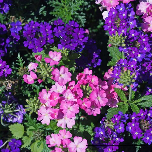 Sementes De Verbena Nana Compacta Sortida Flor