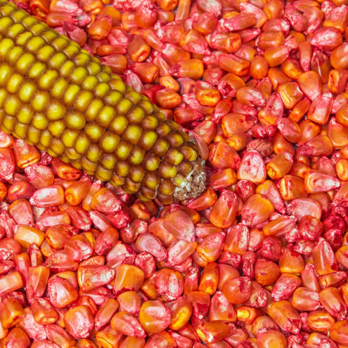 Semente Milho Doce 1051 Agroceres 1kg Alta Qualidade