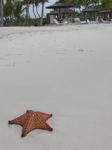 Cuadro 60x90cm Estrella De Mar Tropical Paraiso Playa M4