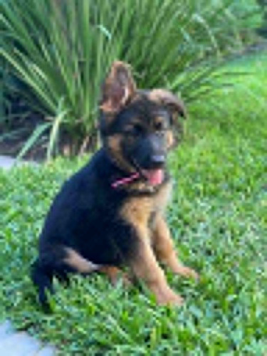 Ovejeros Alemanes Cachorros Pedigree, Tatuados,