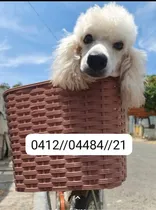 Comprar Cachorros  Poodle Y Otras Razas