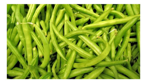 Feijão Vagem Macarrão Trepador Favorito - 10gr De Sementes