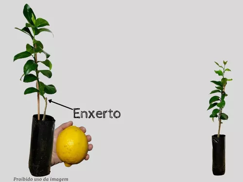 Muda Limão Siciliano Planta De Enxerto Produz Rápido No Vaso