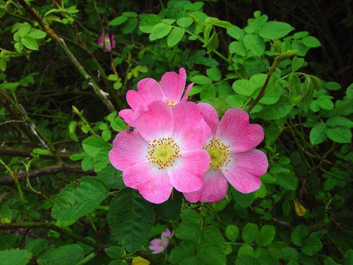 50 Semillas De Rosa Mosqueta - Rosa Eglanteria 5 Paquetes