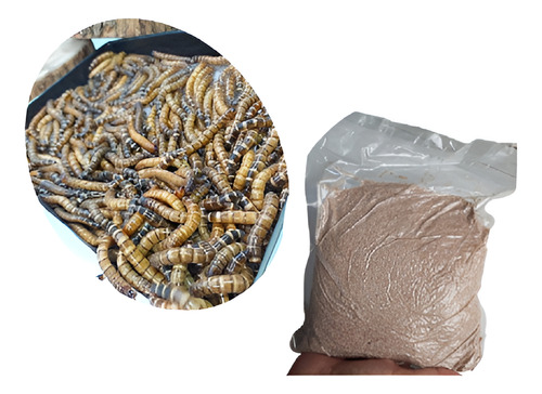 Tenebrio Gigante 100larvas + Farelo Trigo 500 Tf-100500nino)