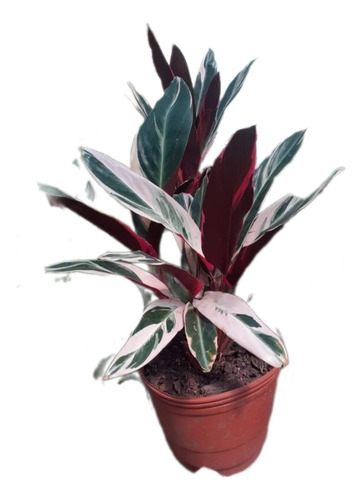 Planta De Interior  Maranta Ctenanthe Grande 10lts