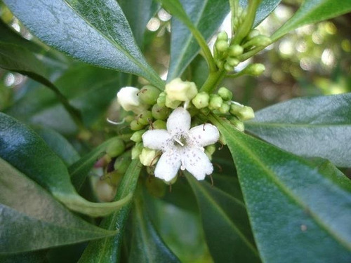 Myoporum Laetum (transparente) (siempreverde) Ideal Cercos !