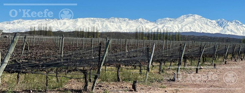 Imagen 3 de 22 de Viñedo Premium De Altura En Mendoza En Venta Sobre Fracción De 23 Has - Oportunidad