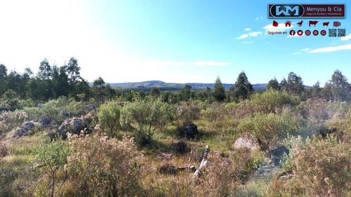 Imagen 6 de 12 de Venta Campo Lavalleja 490 Has Forestal Ganadero 217has En Rebrote Forestal Suelos 2.11a Y 2.11b