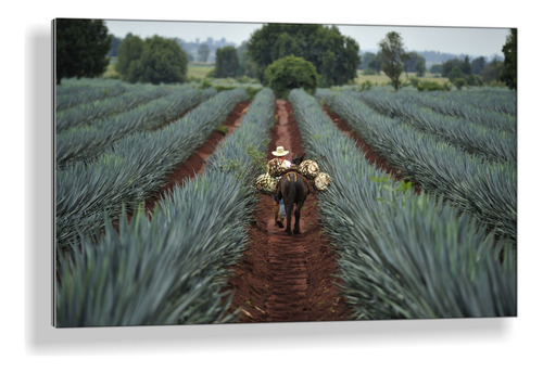 Cuadro De Aluminio Tequila Jalisco  60x90cm