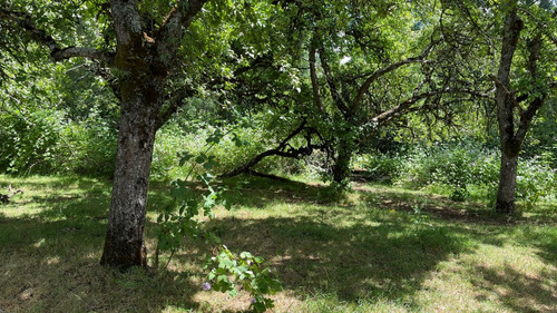 Campo En Venta En Cañitas, Los Muermos, Región De Los Lagos