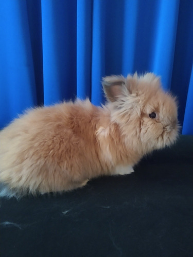 Conejo Cabeza De León Café Mascota