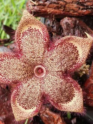 Suculenta Tapete Persa Somália Muda Rara Exótica Com Raiz