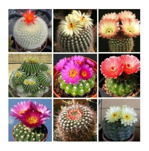 200 Semillas De Cactus Raros Exoticas Mix Combo Variadas