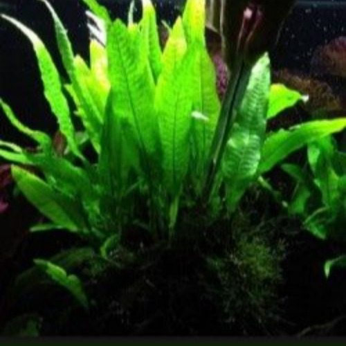 Musgo De Java + Microsorum