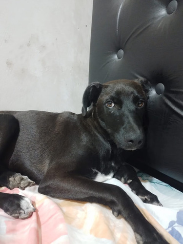 Cachorrito Tomy, 5 Meses ( A Mayo ) Adorable, Tímido, Dulce