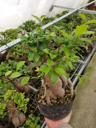Ficus Microcarpa Ginseng Planta Arbol Bonsai Mediano