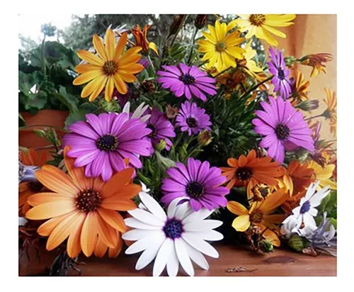 comprar Semillas Dimorphoteca - Calidad Premium - Mix -