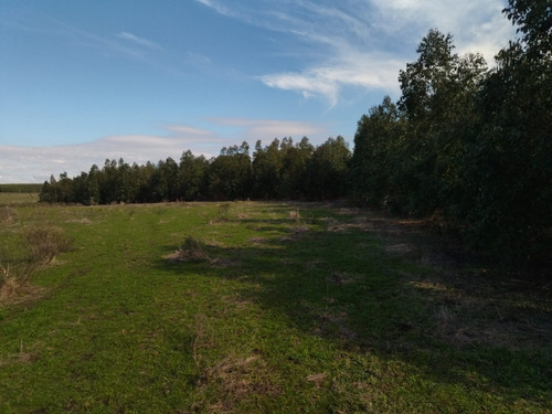 250 Ha Forestales-ganaderas Con Contrato Con Pastera A 22años Y Contrato Ganadero.