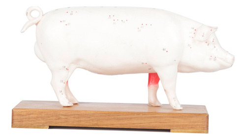 Modelo Chancho Acupuntura