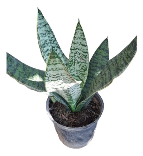 Sanseviera Enana Interior/exterior Deco Plantas