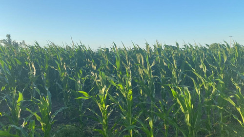 Excelente Campo Agrícola En Goldney Partido De Mercedes B