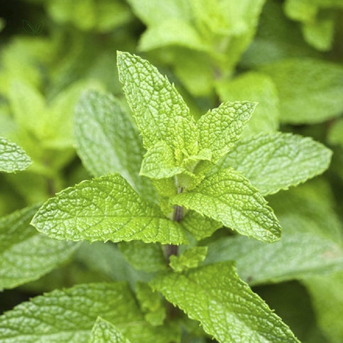 Kit 4 Pct Chá De Hortelã Egípcia Menta Piperita 100g