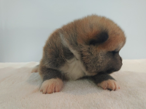 Filhotes De Akita