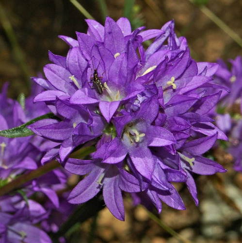 Semillas De Clustered Bellflower Purple Campanula Glomerata