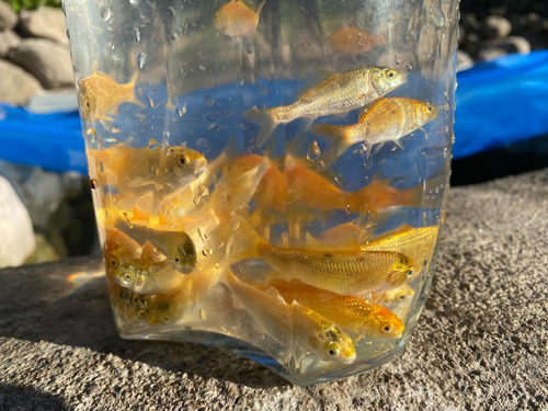 Peces Carpa Koi (santa Isabel Azuay)