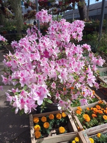 Azalea Azalea Japonica, Azalea Indica, Azalea Hybrida 50lts