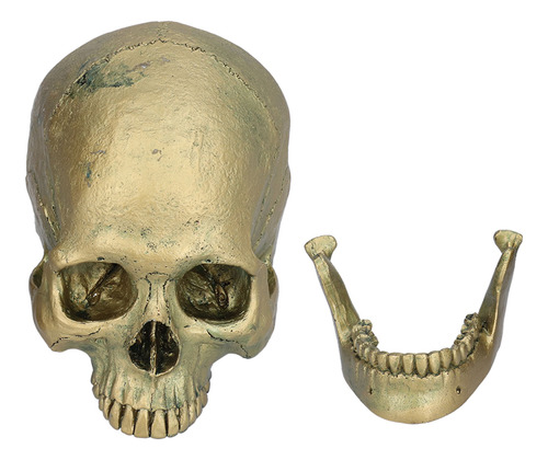 Adornos De Cráneo Humano, Modelo De Calavera Didáctica De Re