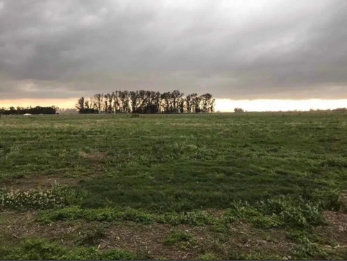 Campo/ Chacra Suipacha Prov Buenos Aires