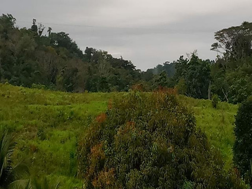 Fazenda - Sitio Com 6 Quartos, 10000m2, À Venda - Taboquinhas - Itacaré - Faz Uru