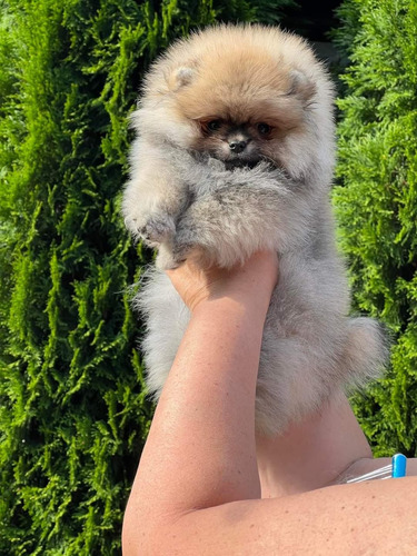 Hermosos Pomerania Cara De Oso