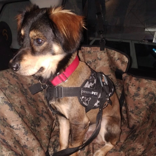 Protector Sillas Para Carro Mascotas Con Alas Para Puertas