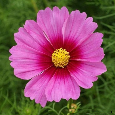 40 Sementes De Cosmos Radiance - Flor