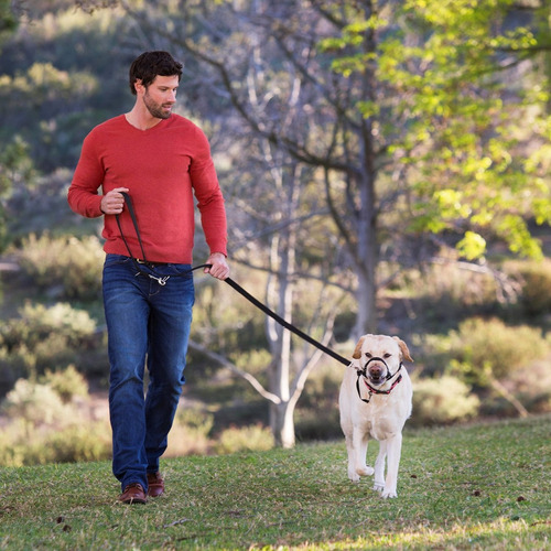 La Principal Compañía De Los Animales Del Entrenamiento Del