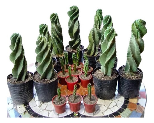 Espiralado - [cactus]