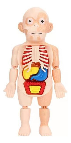 Modelo Didáctico De Puzzle Del Cuerpo Humano,