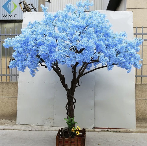 Casia Azul Enana