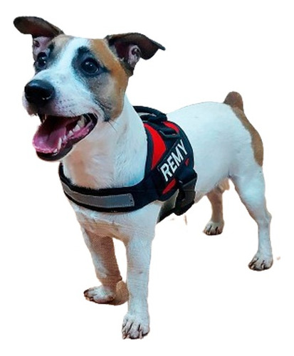 Arnes Personalizado Jack Russel Marca Breeder