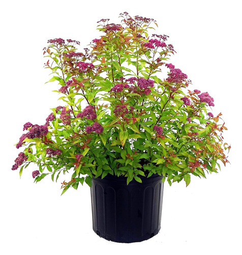 Corona De Novia Colorada ! Spiraea Bumalda  Dart's Red 