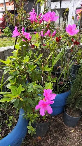 Azalea Fucsia !!! Una Floración Que Enamora!!!