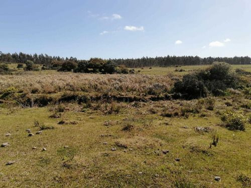 Venta De 30 Hectáreas De Campo En Garzón Maldonado (ref: Ksk-222)
