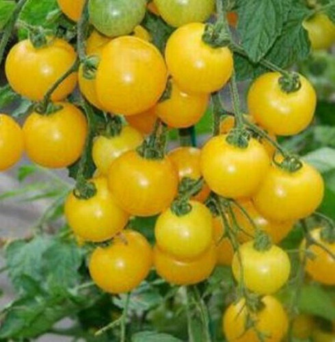 50 Semillas De Tomate Cherry Amarillo + Instructivo