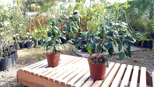 Ficus Hermosos Ejemplares+abono De Obsequio!! Varios Tamaños