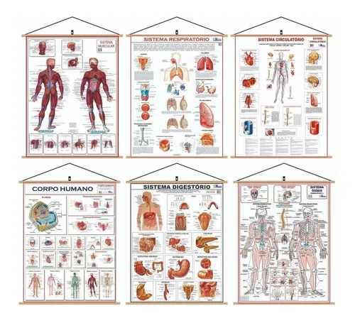 comprar 8 Mapa Corpo Humano Muscular Circulatório Esquelético Banner